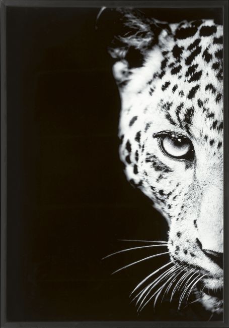 Bild CHEETAH Bild CHEETAH