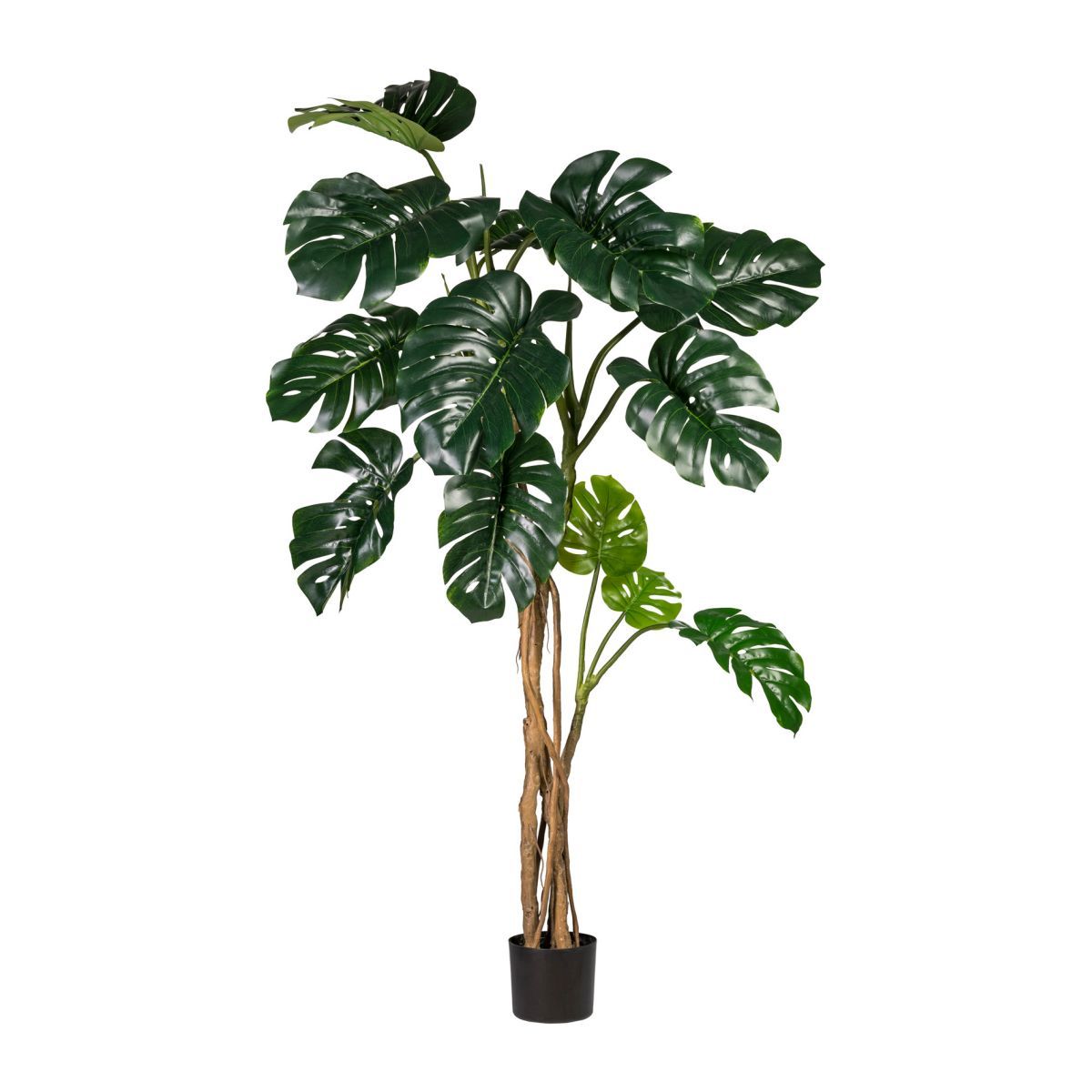 Splitphilodendron GREENERY